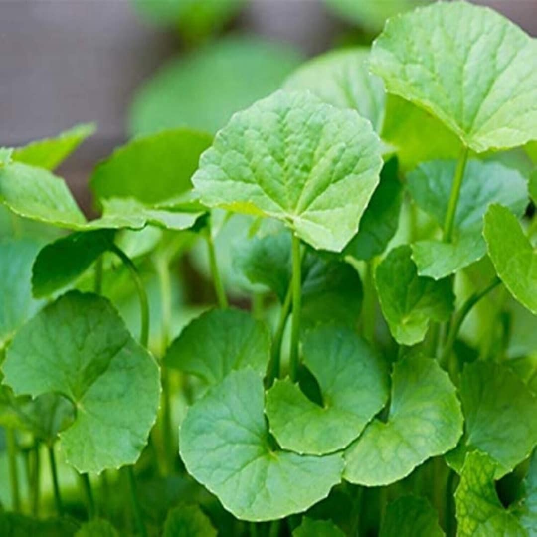 Heirloom Non-GMO Centella Herb Seeds for Medicinal Garden and Home Planting for planting in home garden